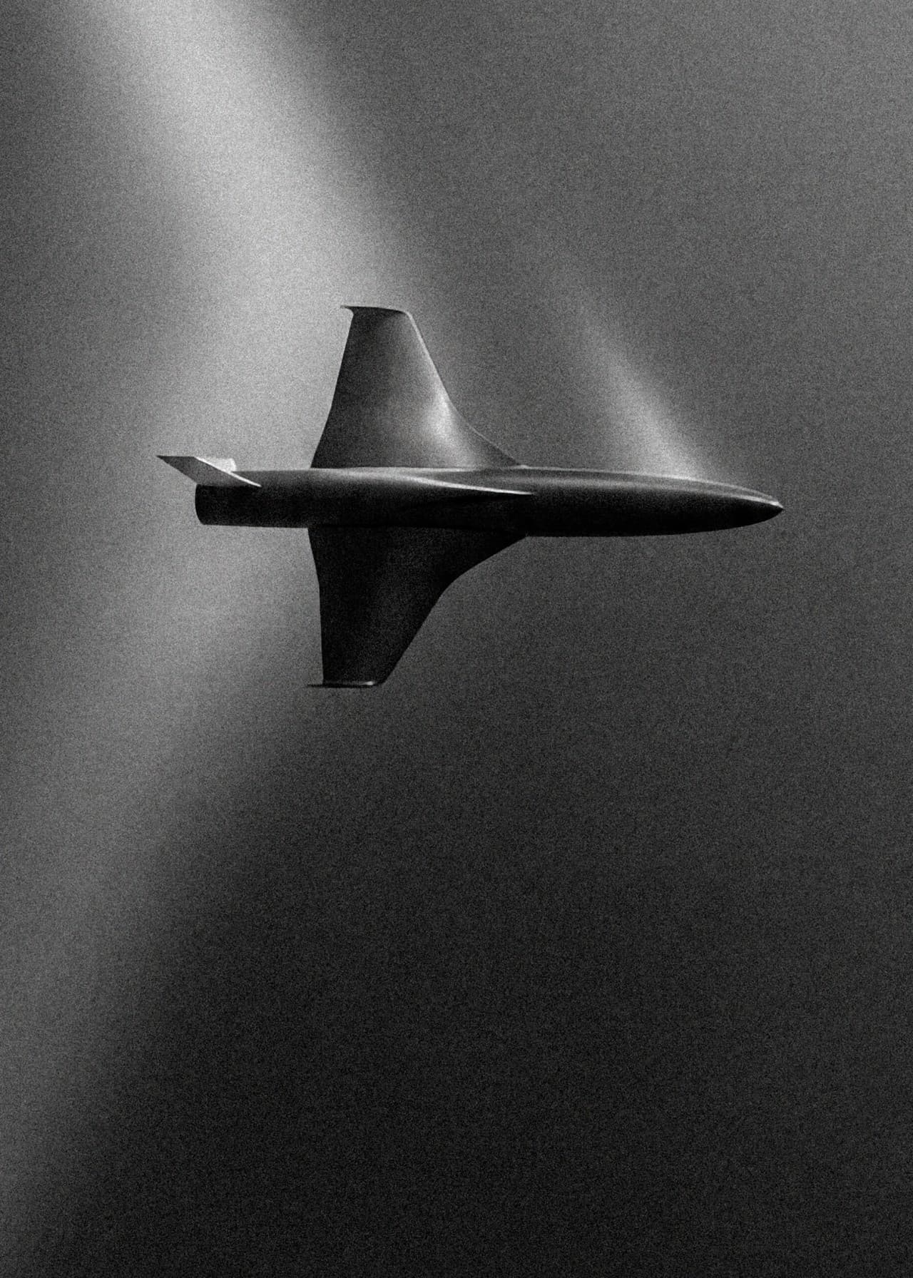 Black Bird in flight
